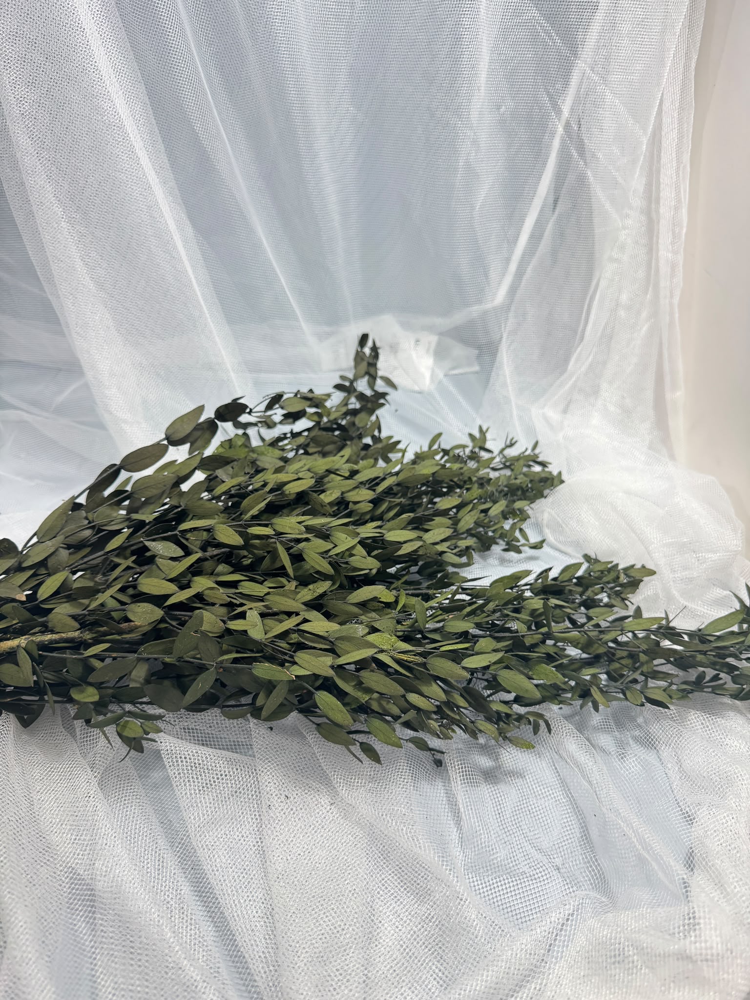 Parvifolia - Bunch