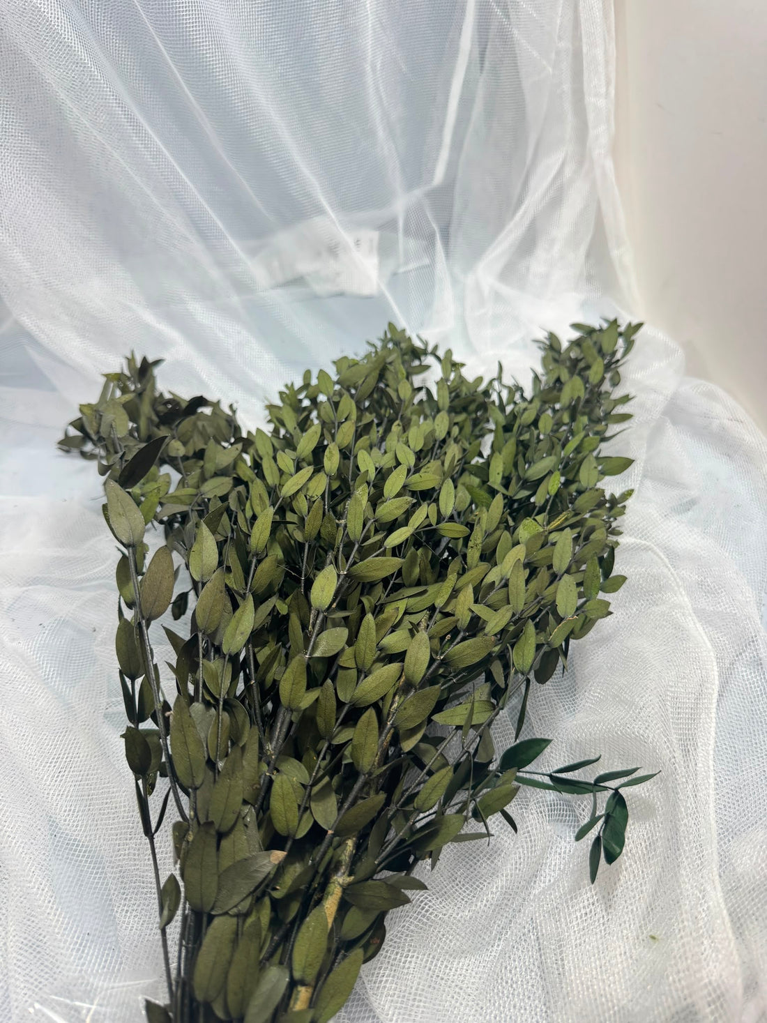 Parvifolia - Bunch
