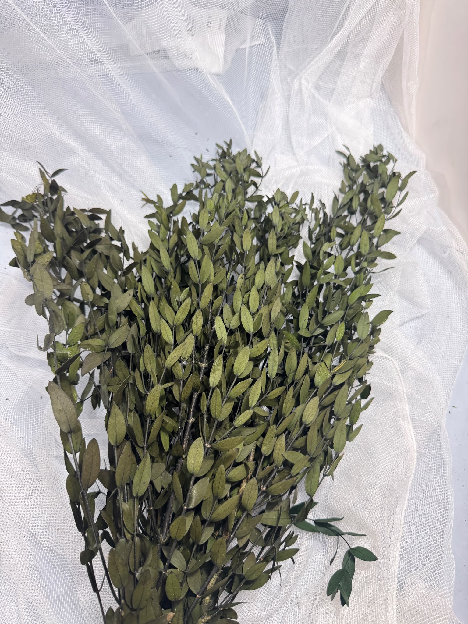 Parvifolia - Bunch