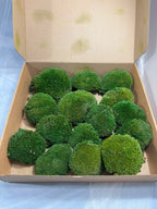 Canopy - Ball Moss - Window box