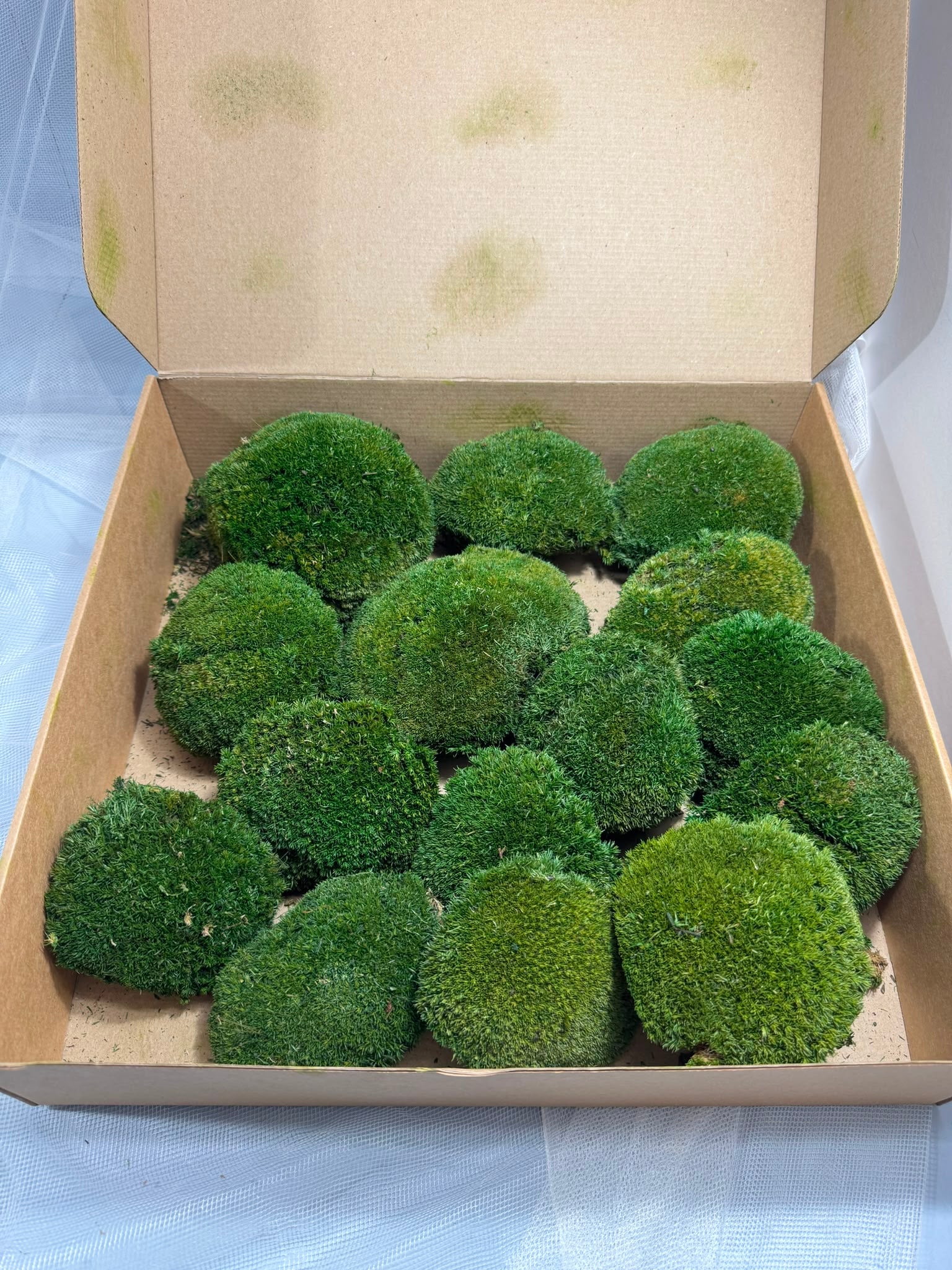 Canopy - Ball Moss - Window box