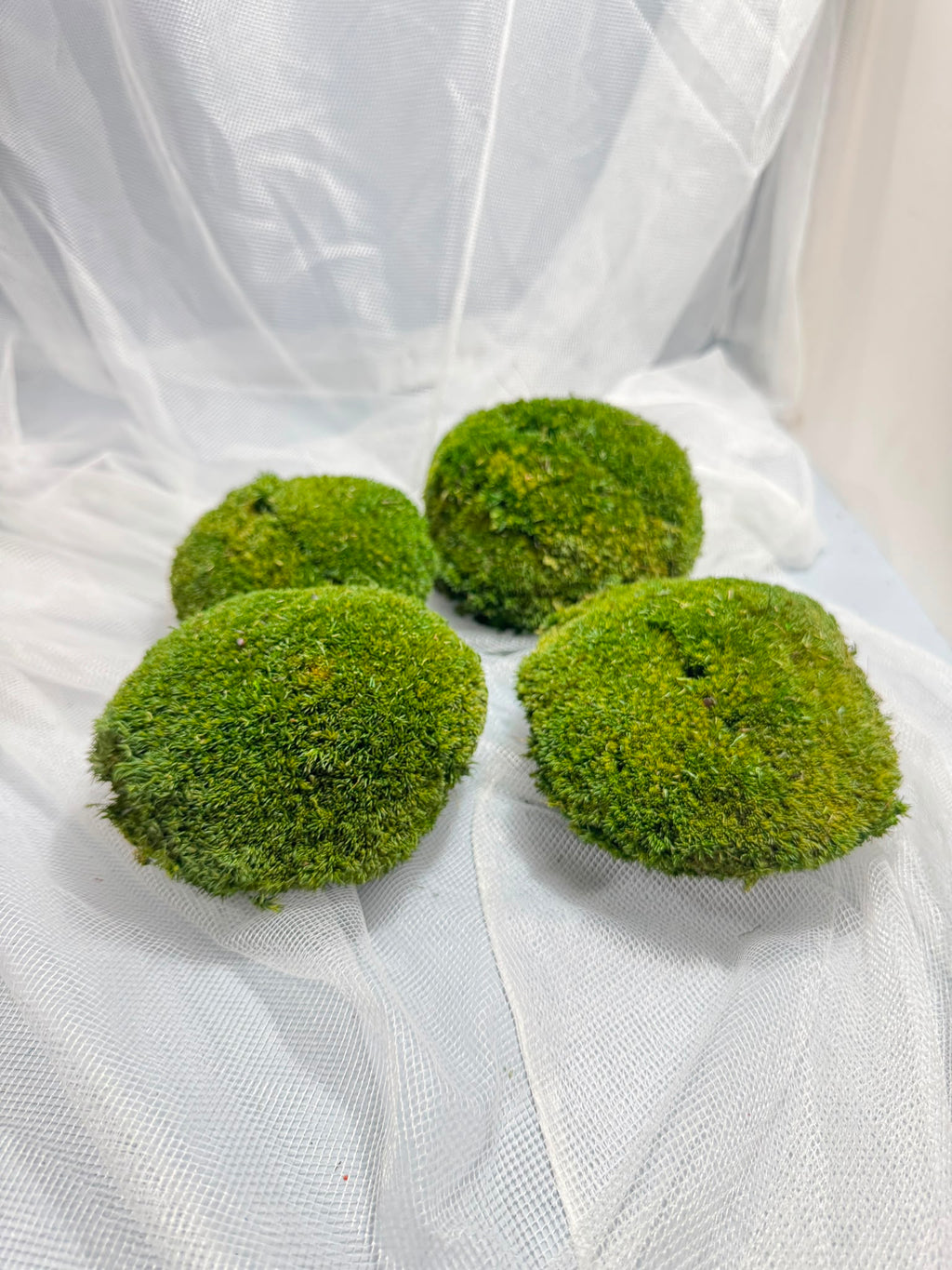 Canopy - Ball Moss - Window box