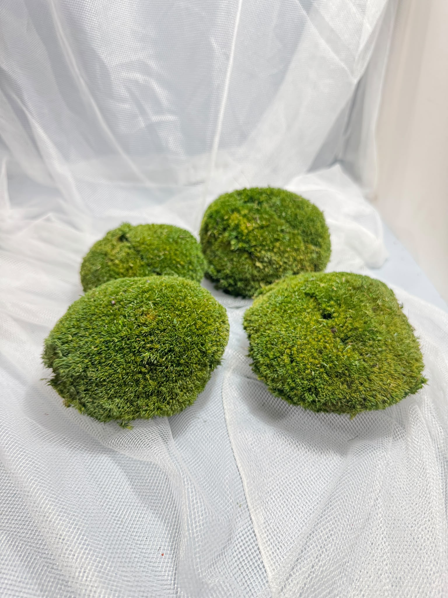 Canopy - Ball Moss - Window box