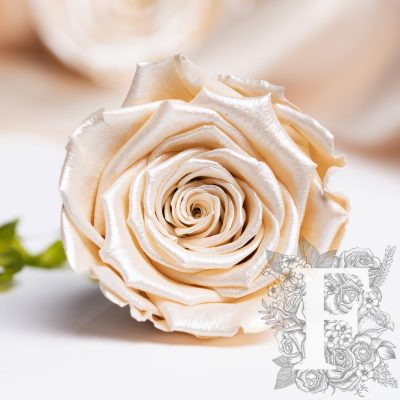Satin rose - XL - 6 Roses