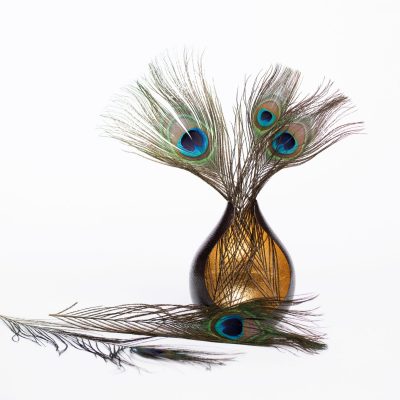 Peacock Feather - Pack of 5