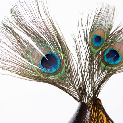 Peacock Feather - Pack of 5