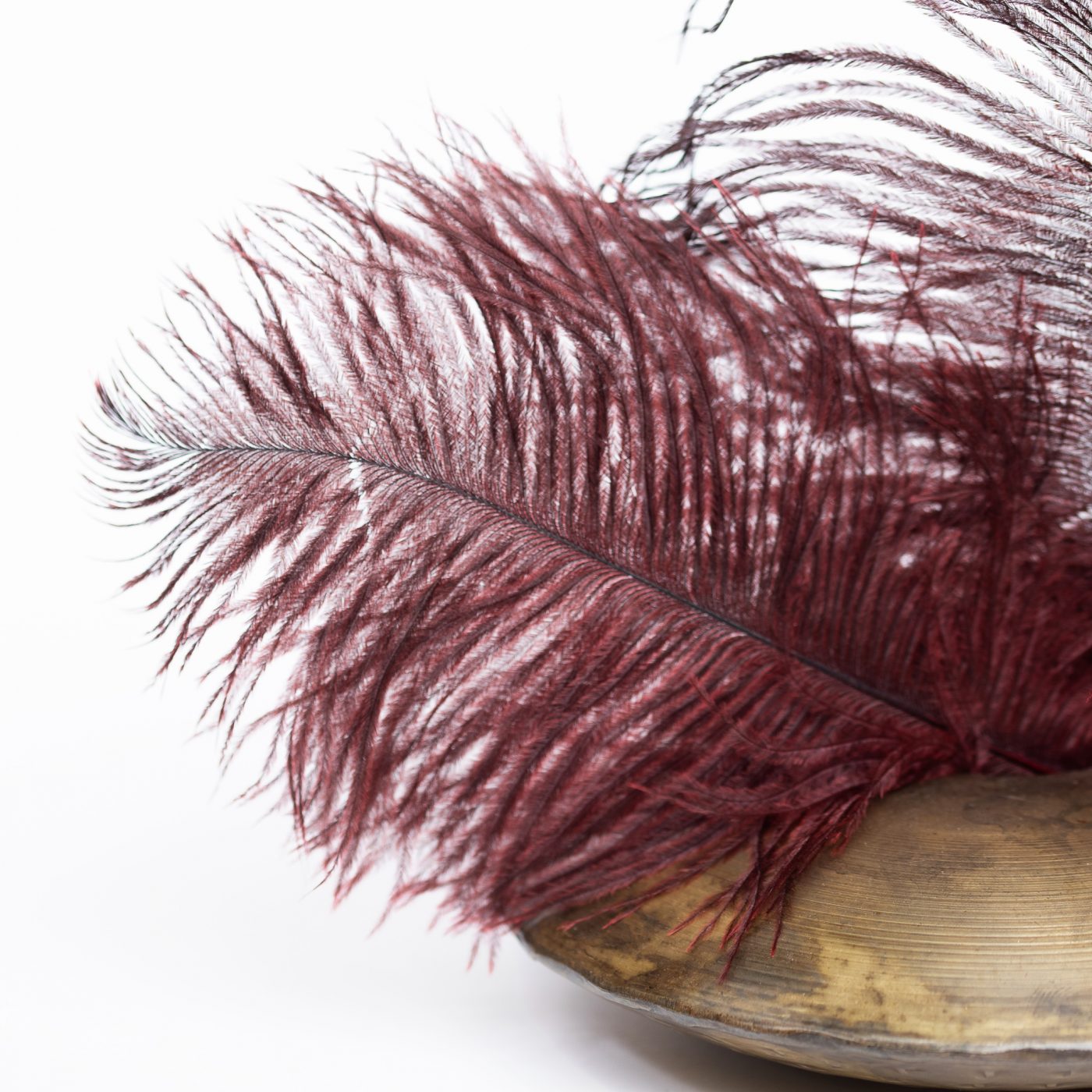 Pack of 3 Red Ostrich Feathers Wholesale Fora Nature