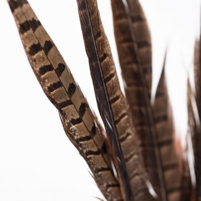 Pheasant Feather - Pack of 5