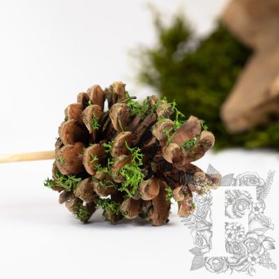 Moss Pine Cones - 5 stems