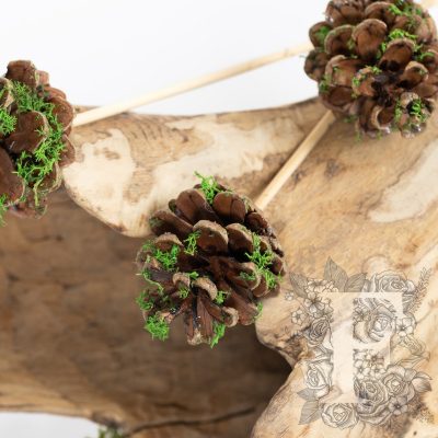 Moss Pine Cones - 5 stems