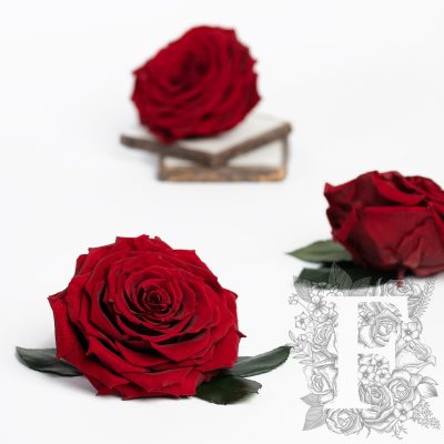 Fora exclusive  roses - Jumbo - Forever red