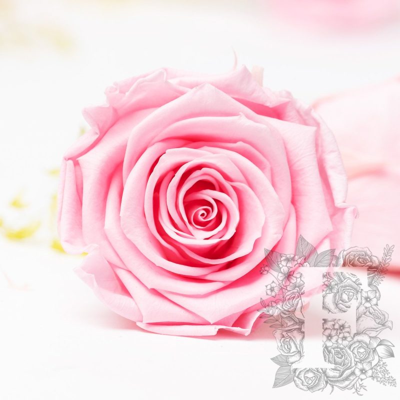 Bridal pink