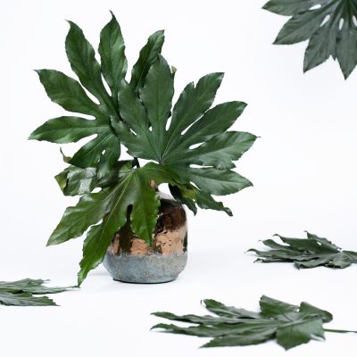 Aralia Leaf - Pack of 10