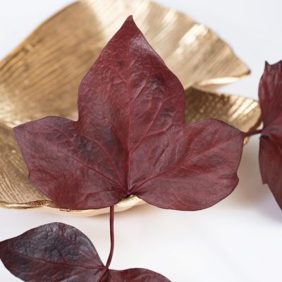 Large Ivy Leaf Red - 10 Stems