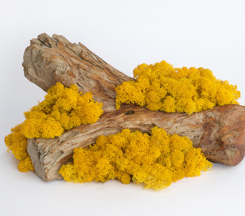 Preserved Moss