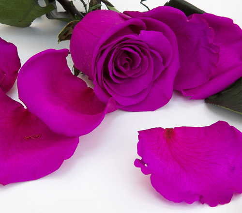 Preserved Petals