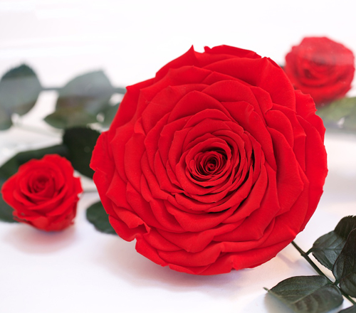 Preserved Roses