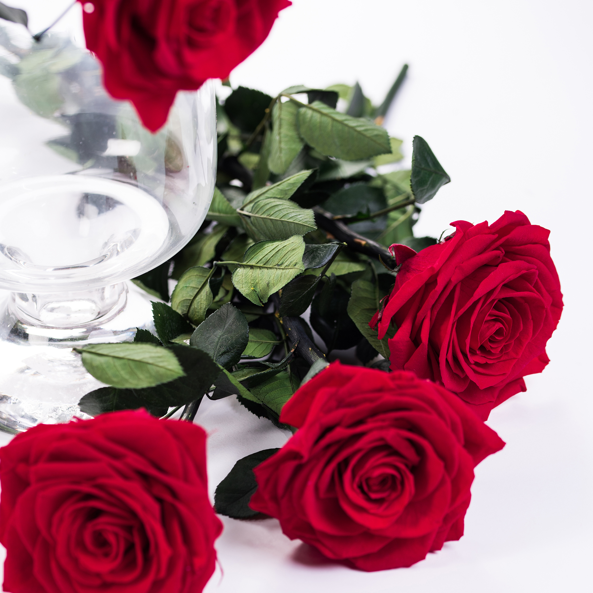 Rose Pink Mandala - Standard Rose - Roses - Flowers by category