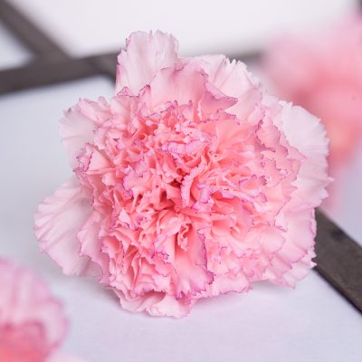 Preserved Carnations Wholesale