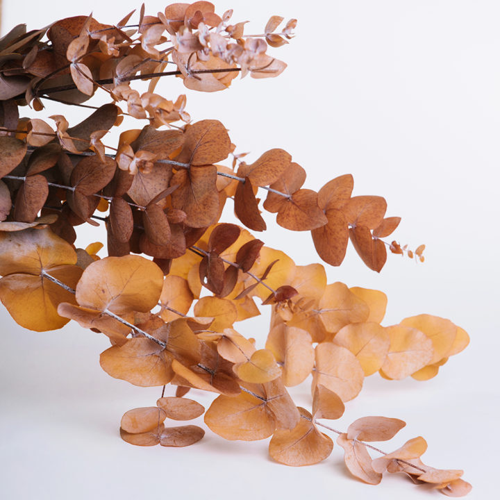 Preserved Eucalyptus Wholesale Eucalyptus Cinerea Fora Nature