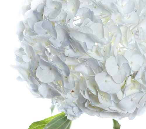 Preserved Flowers
