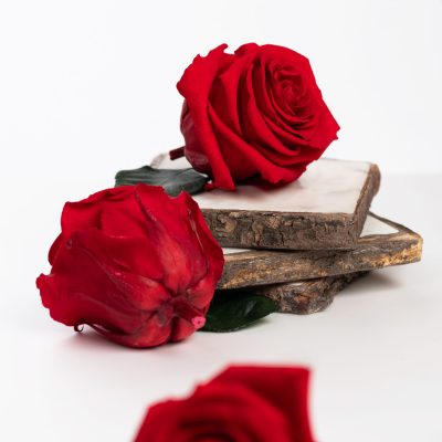 Fora exclusive  roses - Medium - 6 Heads - Forever Red