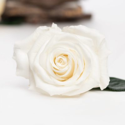 Fora exclusive roses - Medium - 6 Heads - White