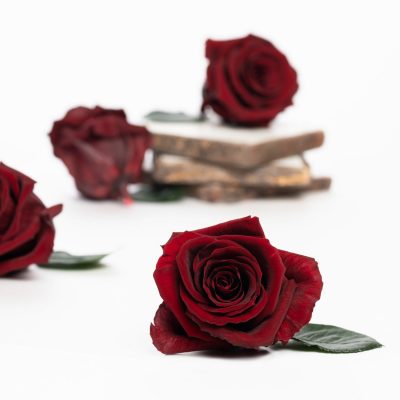 Fora exclusive roses - Medium - 6 Heads - Burgundy