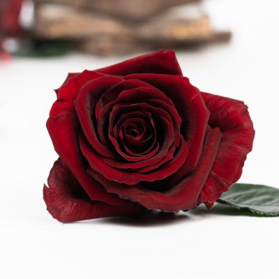 Fora exclusive roses - Medium - 6 Heads - Burgundy