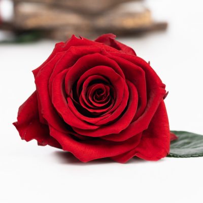 Fora exclusive roses - Medium - 6 Heads - Magic Red