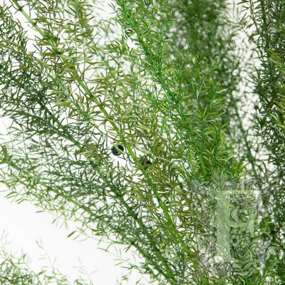 Asparagus foxtail fern - 100g