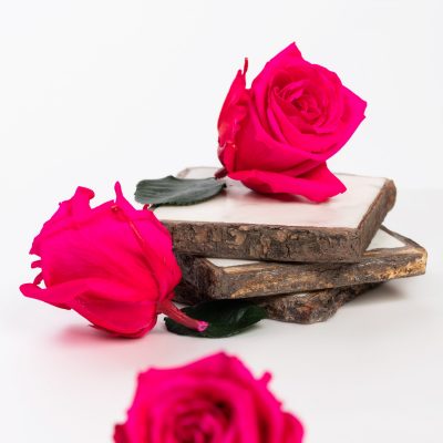 Fora exclusive  roses - Medium - 6 Heads - Hot pink