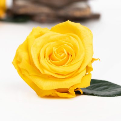Fora exclusive  roses - Medium - 6 Heads - Golden Yellow