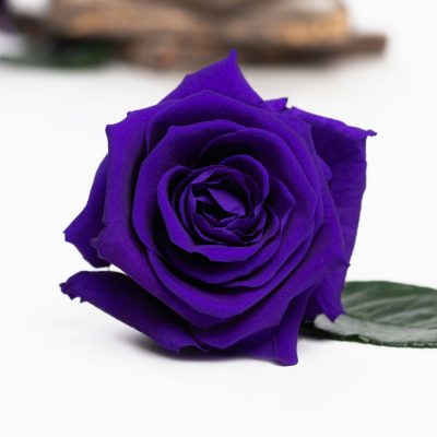 Fora exclusive  roses - Medium - 6 Heads - Dark Purple