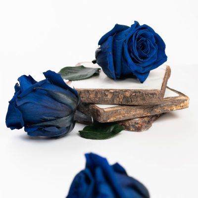 Fora exclusive  roses - Medium - 6 Heads - Ocean Blue