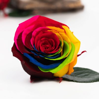 Fora exclusive  roses - Medium - 6 Heads - Rainbow