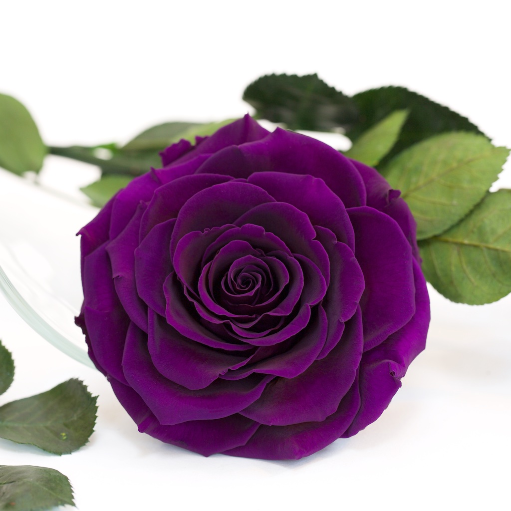 RoseAmor - Bonita Rose - 1 Head | Fora Nature