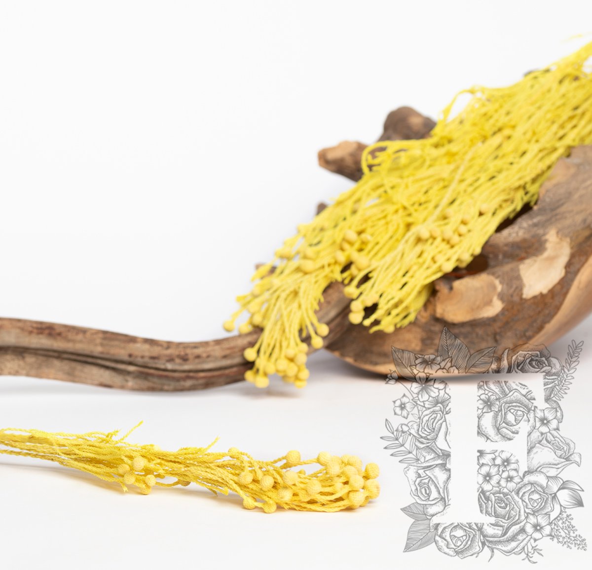 Brunia Branch - 3 stems | Fora Nature