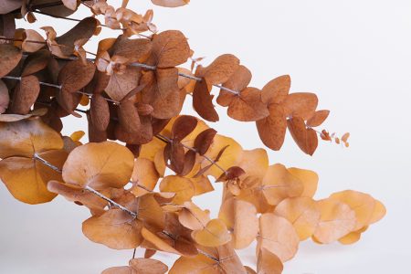 Preserved Foliage