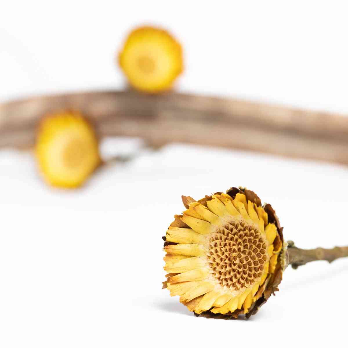 On-trend and versatile, our dry flowers range from grasses to blossoms, creating stunning volume and texture in arrangements. Our natural colour palettes allow our dry flowers to compliment every season.