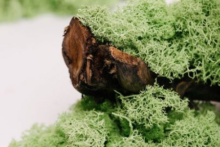 Preserved Moss