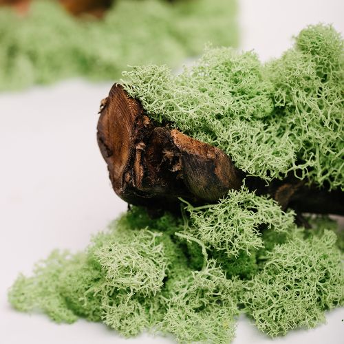 Preserved Moss
