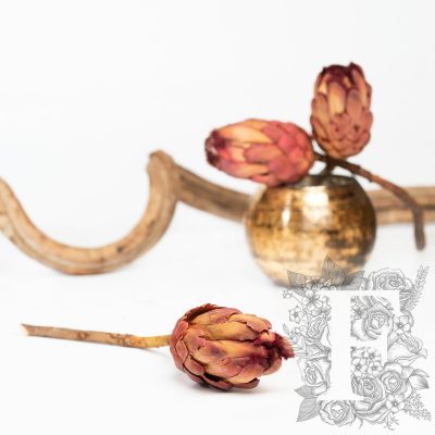 Protea Grandiceps - Stem