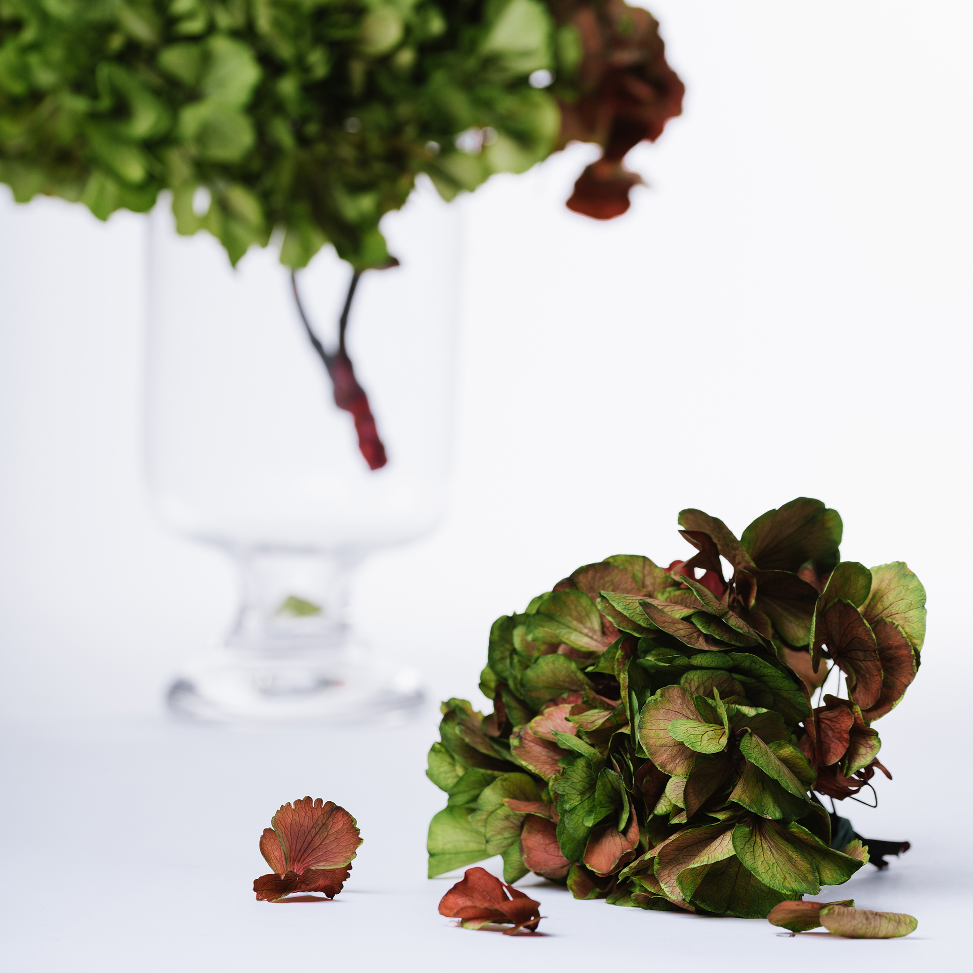 Hydrangea, Gypsophilia, Jasmine, Cala Lilly, Carnations are a few of the spectacular preserved flowers we stock. Preserved at their freshest, to give you and your customer a long lasting Fora experience.