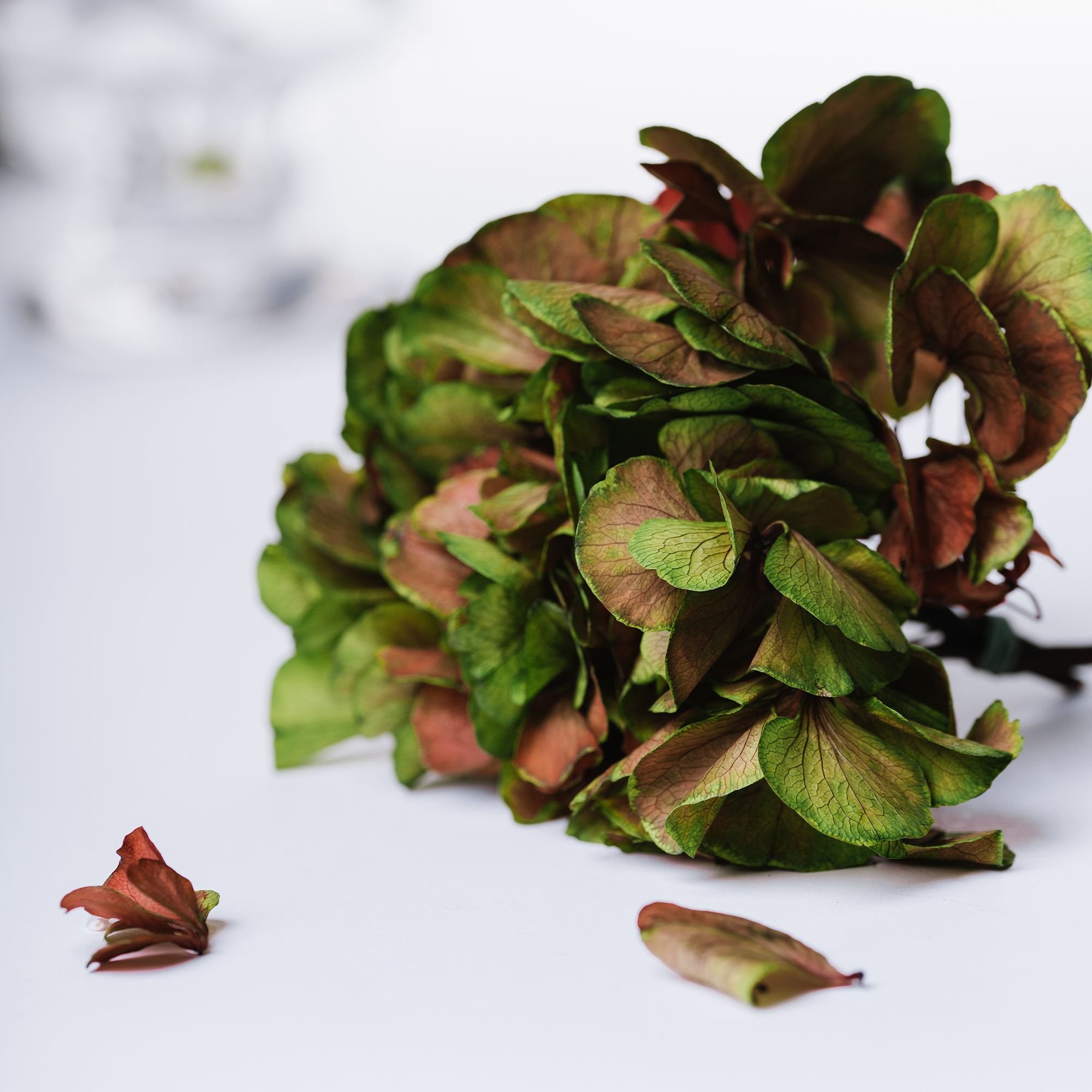 Preserved Flowers