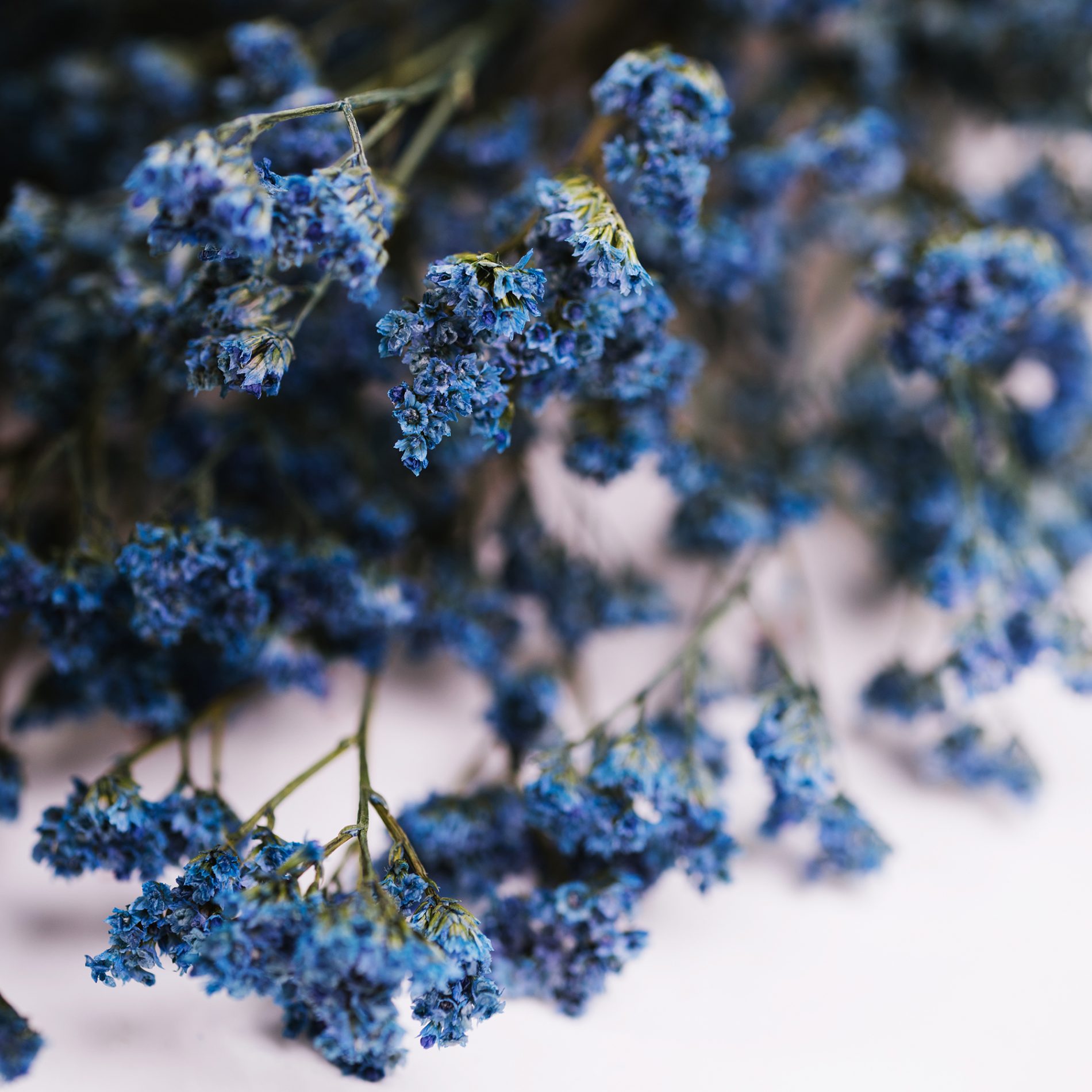 Limonium Bunch Fora Nature