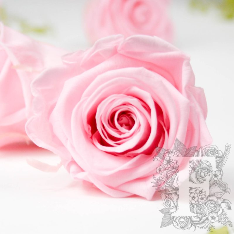 Bridal Pink