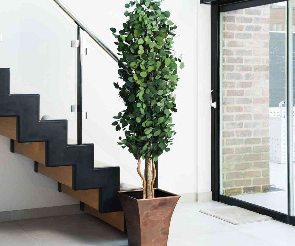 Fora Nature present a wide range of preserved bonsai, trees, branches and other decorative solutions. Our wholesale supply products offer our customers unbeatable commercial solutions.