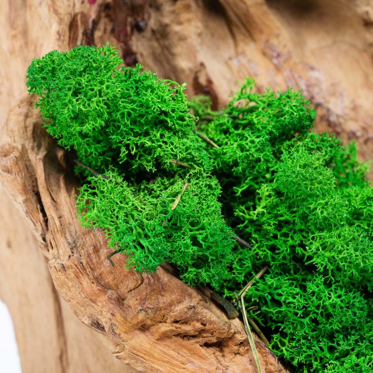 Preserved Moss Wholesale Moss Suppliers UK Fora Nature