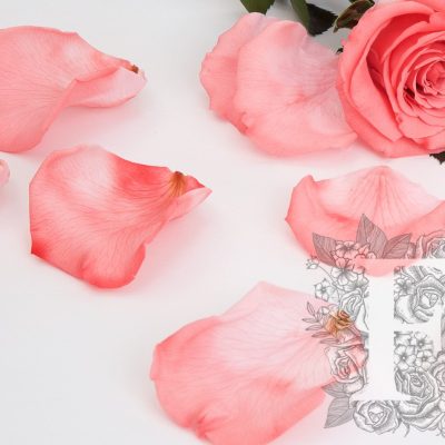 Premium Rose Petals - Window Box - 100g